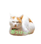 ゆかいなかりんくん！（個別スタンプ：34）