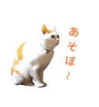 ゆかいなかりんくん！（個別スタンプ：39）