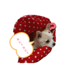 ぽめちnoこゆき③（個別スタンプ：13）