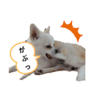 ぽめちnoこゆき③（個別スタンプ：17）