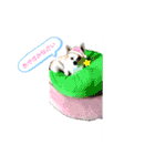 ぽめちnoこゆき③（個別スタンプ：24）