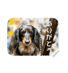 我が家の愛犬のスタンプvol.1（個別スタンプ：1）