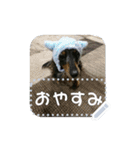 我が家の愛犬のスタンプvol.1（個別スタンプ：2）