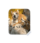 我が家の愛犬のスタンプvol.1（個別スタンプ：12）