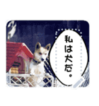 我が家の愛犬のスタンプvol.1（個別スタンプ：23）