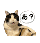 三毛のまむちと白黒のびんち（個別スタンプ：9）