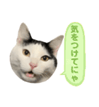 三毛のまむちと白黒のびんち（個別スタンプ：28）