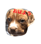 くんくんじぇいくん。（個別スタンプ：1）
