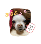 WANKO correction（個別スタンプ：4）