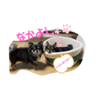 WANKO correction（個別スタンプ：5）