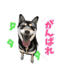 【柴犬】すず＆りん vol.1（個別スタンプ：7）