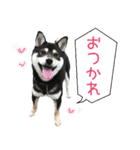 【柴犬】すず＆りん vol.1（個別スタンプ：8）