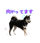 【柴犬】すず＆りん vol.1（個別スタンプ：9）