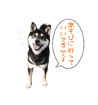 【柴犬】すず＆りん vol.1（個別スタンプ：19）