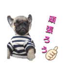 パグの勘三朗と梅之助（個別スタンプ：6）