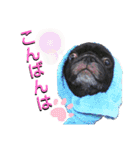 パグの勘三朗と梅之助（個別スタンプ：11）