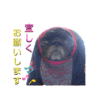 パグの勘三朗と梅之助（個別スタンプ：12）