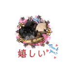 パグの勘三朗と梅之助（個別スタンプ：18）