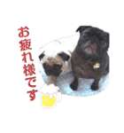 パグの勘三朗と梅之助（個別スタンプ：19）