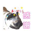パグの勘三朗と梅之助（個別スタンプ：20）