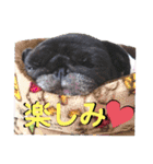 パグの勘三朗と梅之助（個別スタンプ：23）