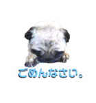パグの勘三朗と梅之助（個別スタンプ：29）