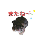 パグの勘三朗と梅之助（個別スタンプ：30）