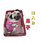 パグの勘三朗と梅之助（個別スタンプ：32）