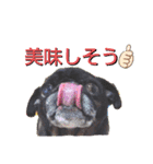 パグの勘三朗と梅之助（個別スタンプ：34）