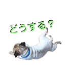 パグの勘三朗と梅之助（個別スタンプ：40）