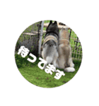 シベリアンハスキー はるゆきスタンプ（個別スタンプ：5）