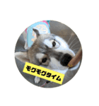 シベリアンハスキー はるゆきスタンプ（個別スタンプ：7）