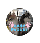 シベリアンハスキー はるゆきスタンプ（個別スタンプ：12）