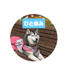 シベリアンハスキー はるゆきスタンプ（個別スタンプ：14）