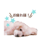 marron ...（個別スタンプ：2）