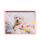 marron ...（個別スタンプ：36）