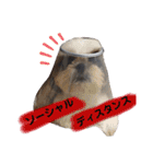 我が家のシーズー犬もじゃ 15（個別スタンプ：2）
