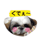 我が家のシーズー犬もじゃ 15（個別スタンプ：3）