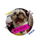 我が家のシーズー犬もじゃ 15（個別スタンプ：4）