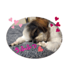 我が家のシーズー犬もじゃ 15（個別スタンプ：5）