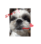 我が家のシーズー犬もじゃ 15（個別スタンプ：6）