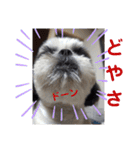 我が家のシーズー犬もじゃ 15（個別スタンプ：7）
