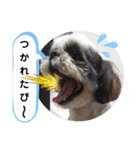 我が家のシーズー犬もじゃ 15（個別スタンプ：8）