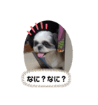 我が家のシーズー犬もじゃ 15（個別スタンプ：9）