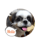 我が家のシーズー犬もじゃ 15（個別スタンプ：10）