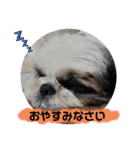 我が家のシーズー犬もじゃ 15（個別スタンプ：14）