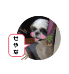 我が家のシーズー犬もじゃ 15（個別スタンプ：15）