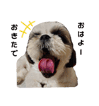 我が家のシーズー犬もじゃ 15（個別スタンプ：16）