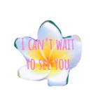 伝えたい愛の言葉 Love words with flower（個別スタンプ：8）