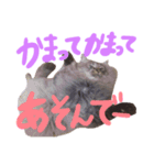 はっくん＆むたさん（個別スタンプ：6）